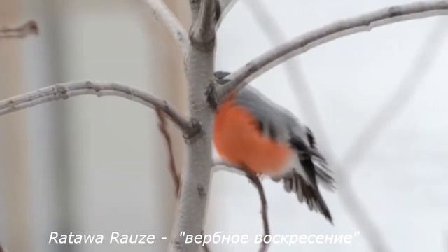 Воскресение сегодня Вербное. На ветках, нежные, пушистые,красивые!!!РАДУЙТЕСЬ!Стихи о природе. смотреть онлайн