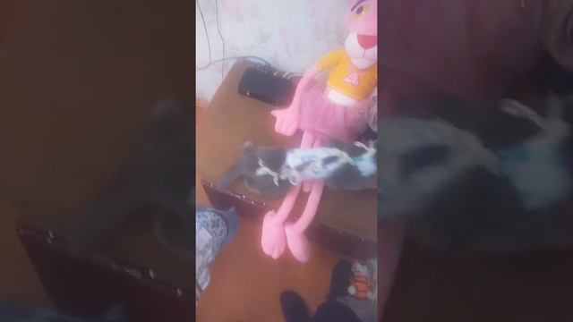 моя кошка падает 1 часть смотреть онлайн