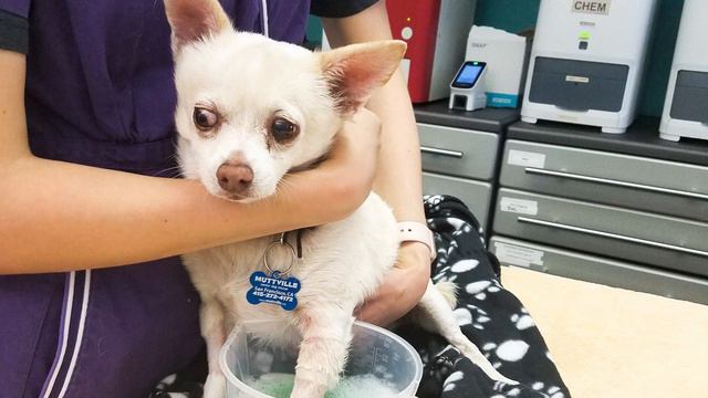 Please VOTE For Muttville In The National Rescue Dog Day Competition Thru May 10th, 2022! 👏