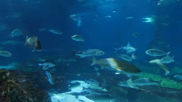 Океанариум в Барселоне смотреть онлайн