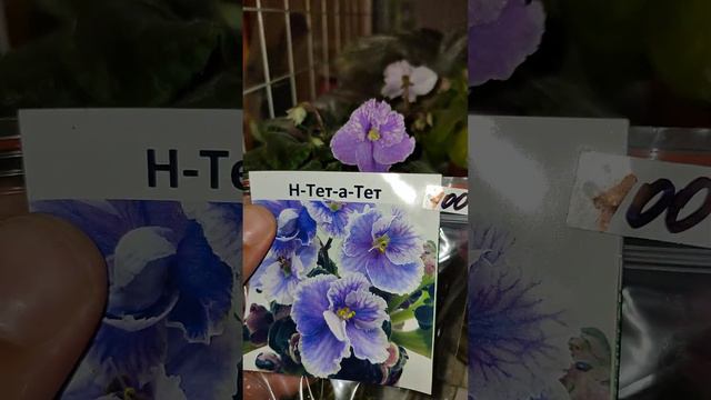 Фиалка Люблю Ретро vs Н-Тет-а-Тет смотреть онлайн