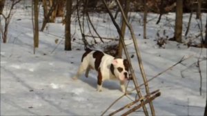 Староанглийский бульдог Бульдров Булат