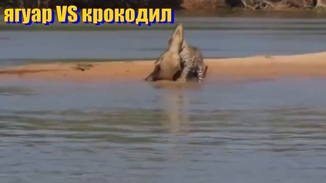 В мире дикой природы.Захватывающие битвы животных!In the world of wildlife.Exciting battles animals смотреть онлайн