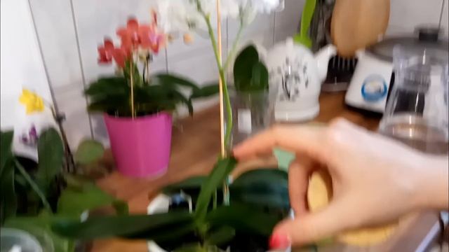 19. Полив и удобрение орхидей в пенопласте! Мой уход за орхидеями при сухом содержании смотреть онлайн