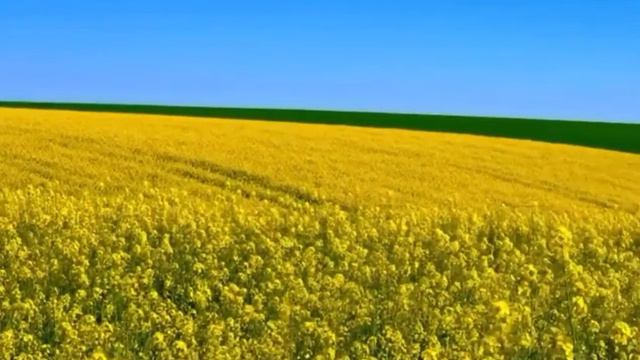 Рапсовые поля Калининграда. Май 2021 год. смотреть онлайн