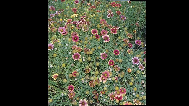 Эл Джерро - Your song смотреть онлайн