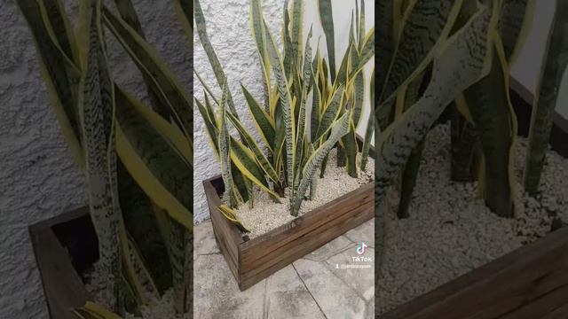 lengua de vaca! #suculentas #plantas #jardinería #cuidados #interiores #poda #abono #tierra #Mérida смотреть онлайн