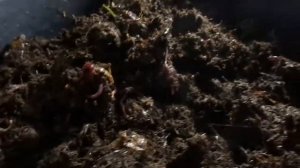 Как содержу Червей в Подвале зимой.Часть4