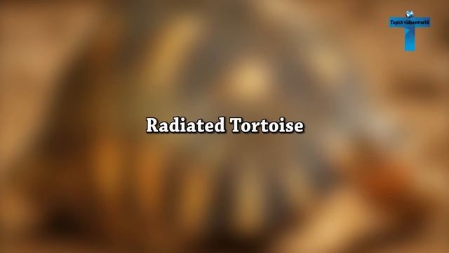 Top 10 World's Most Incredible Turtles смотреть онлайн