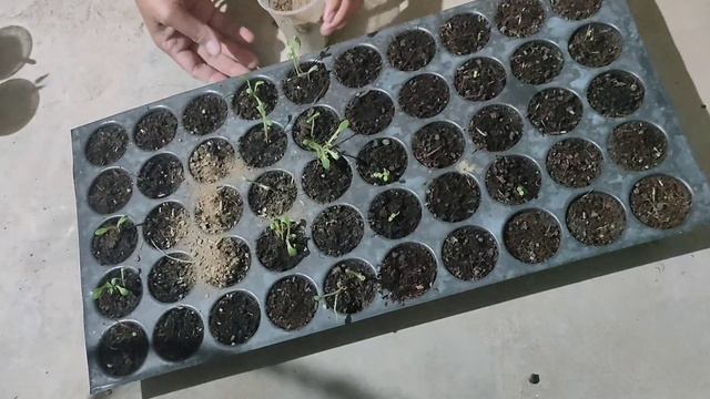 How to seperate germinate seeds смотреть онлайн