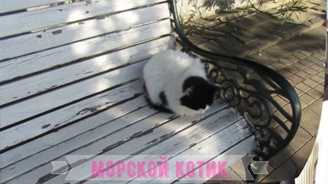 Морские котики и плавающие собаки.Зарисовки с центрально морской набережной СОЧИ. смотреть онлайн