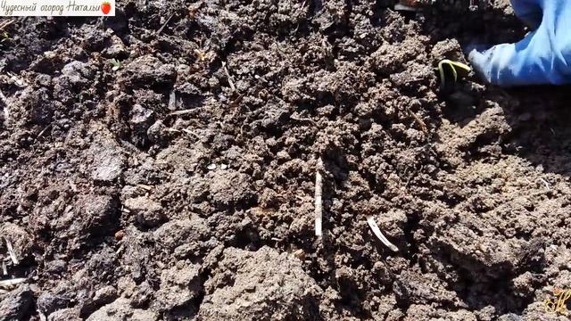 Посев огурцов в открытый грунт. Юг Западной Сибири смотреть онлайн