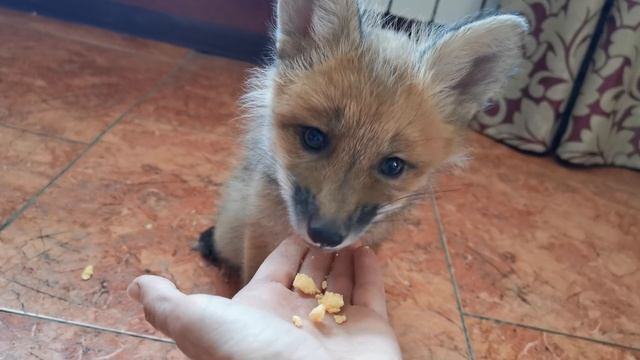Little Foxie Eats Egg Yolk ? Лисенок ест желток яйца смотреть онлайн