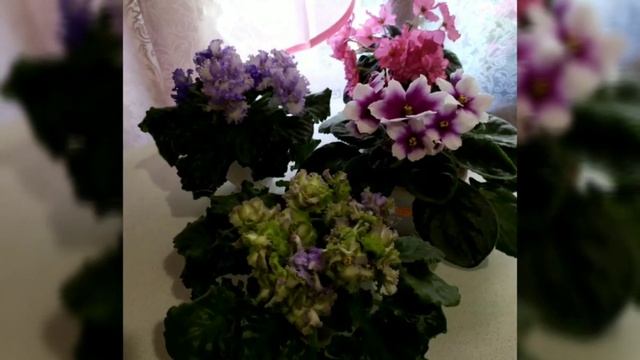 100 ФОТО ФИАЛОК С НАЗВАНИЯМИ СОРТОВ. смотреть онлайн