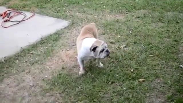 Самый Длинный Язык у Собаки The Longest Tongue смотреть онлайн