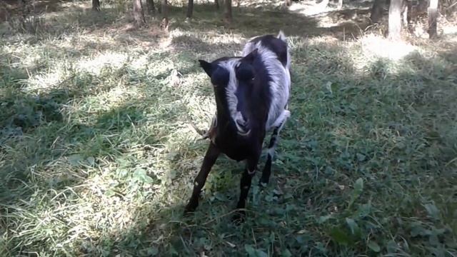 Охота началась! Первая случка. Breeding domestic goats. смотреть онлайн