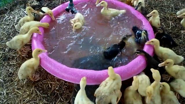 171 Ducklings Swimming In Their New Pool For The 1st Time #12 Raising Ducks Day 16 смотреть онлайн