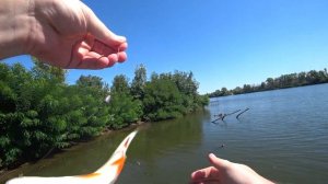 РЫБАЛКА В ОКРЕСТНОСТЯХ Г. ВОЛГОГРАДА (оз. Денежное) ЯЗЬ