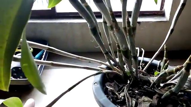 Linda orquídea Dendrobium Thyrsiflorum Adulta Touceira смотреть онлайн