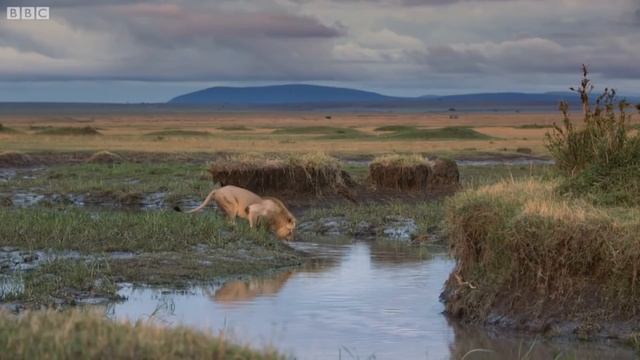 СТАЯ ГИЕН НАПАЛА НА ЛЬВА. КТО СИЛЬНЕЕ? Лев против гиены! смотреть онлайн