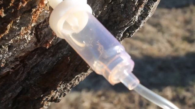 ЩАДЯЩИЙ способ собирать БЕРЁЗОВЫЙ СОК смотреть онлайн