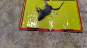 Поймал крысу! Слабонервным не смотреть, жутко!!!