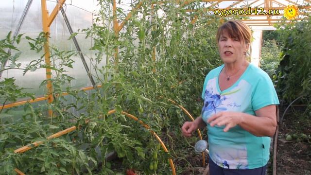 Верное средство от вершинной гнили на томатах смотреть онлайн