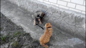 Ублюдок мать твою а ну иди сюда рыжий кот и собака с поводком moskalgo вайн vine