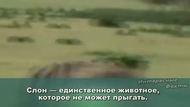 FACT PLANET - Интересные факты (Часть 3) смотреть онлайн