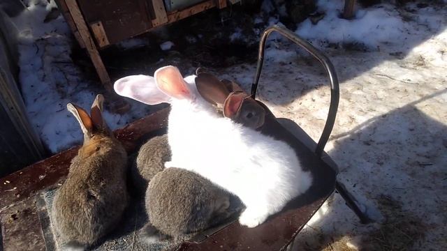 В каком возрасте перестают расти уши у ризена . смотреть онлайн