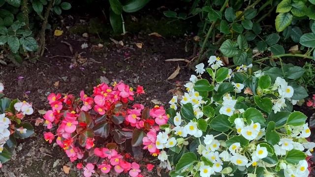 ПОСАДИЛА и ЗАБЫЛА! ВСЁ ЛЕТО на клумбе КОМПАКТНЫЕ ЦВЕТУЩИЕ КУСТИКИ! Без ПОЛИВА! Без ПОДКОРМОК! смотреть онлайн