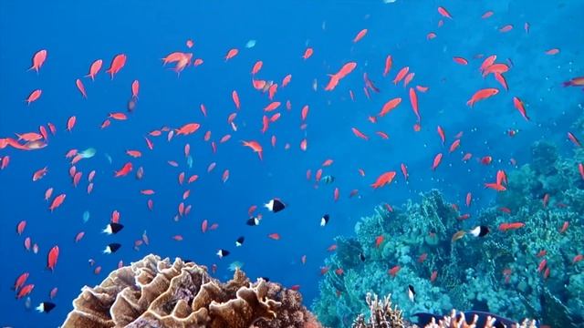 Подводный мир Красное море, Шарм-Эль-Шейх ? Underwater Red Sea, Ras Um El Sid Sharm El-Sheikh смотреть онлайн