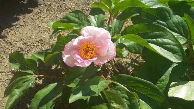 Peony 