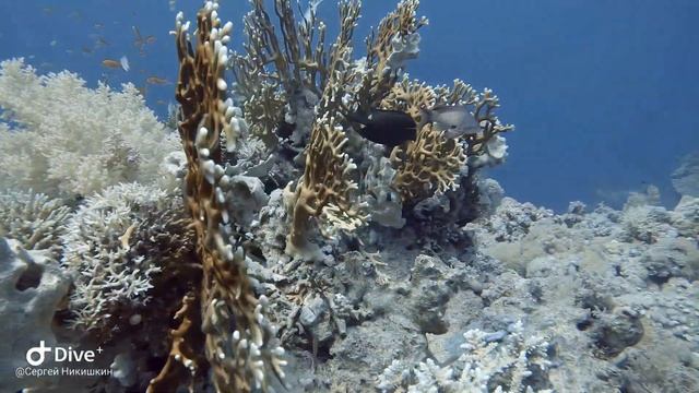 Дайвинг в Шарм Эль Шейхе в октябре 2022 года с дц Дельфин. смотреть онлайн