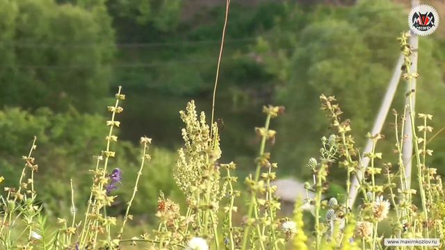 Река Осетр. Вечерняя прогулка смотреть онлайн