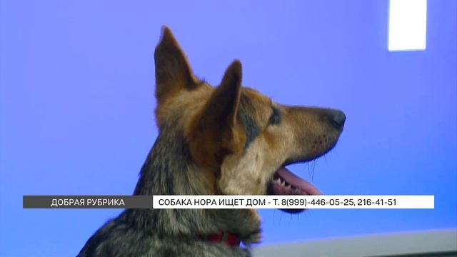 «Добрая рубрика»: Нора ищет дом
