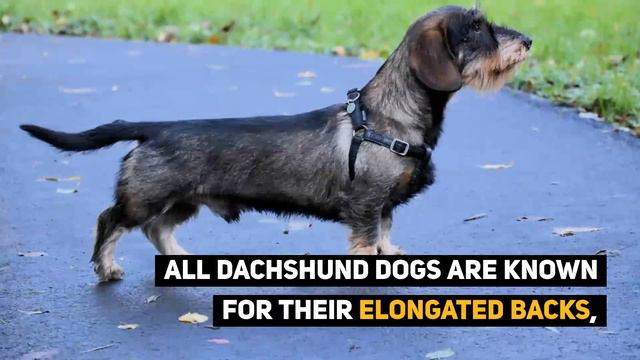 Wire Haired Dachshund: Your Guide to This Rugged Hound Dog! смотреть онлайн