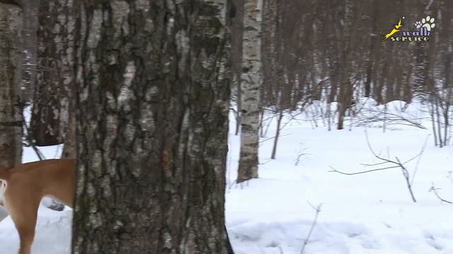 Обучение буксировке, бег по кругу, много здоровья нужно дрессировщикам собак смотреть онлайн