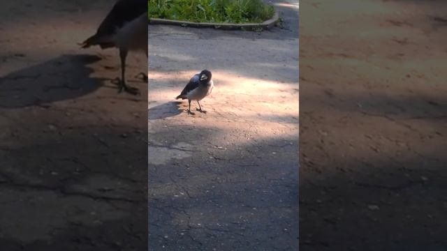 Одна ворона кормит другую. Прикол ржака угар ваще. смотреть онлайн