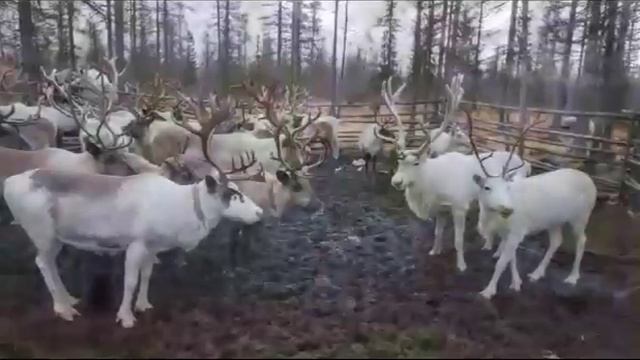 Молитва за народ Эвенков смотреть онлайн