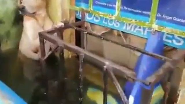 СОБАКА ДОЖДАЛАСЬ СПАСИТЕЛЯ смотреть онлайн