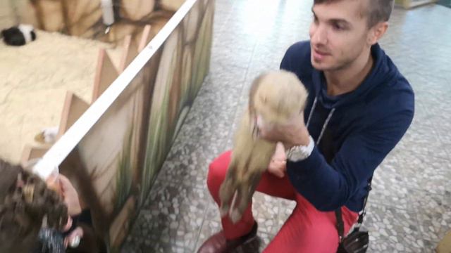 👸 Анна и папа и контактный зоопарк - Очень смешные животные смотреть онлайн