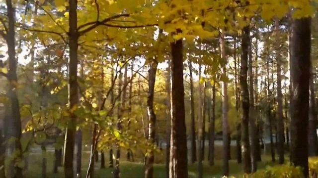 Листья желтые над городом ...Муз Р.Паулса,ст.Я.Петерса,перев. И.Шаферана кавер Г.Погорельская смотреть онлайн