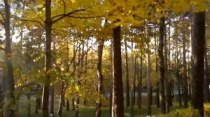 Листья желтые над городом ...Муз Р.Паулса,ст.Я.Петерса,перев.  И.Шаферана кавер Г.Погорельская