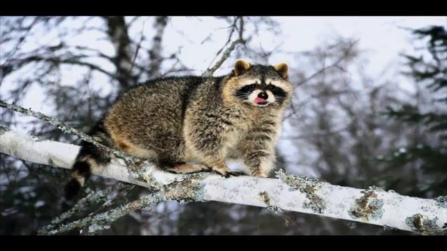 КАКОМИЦЛИ часть 5 смотреть онлайн