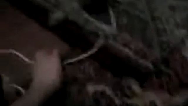 Орикс. смотреть онлайн