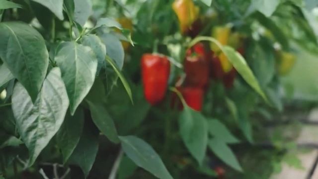 САМЫЙ ЛУЧШИЙ СОРТ СЛАДКОГО ПЕРЕЦА 2023. Засыпет урожаем 2023 смотреть онлайн