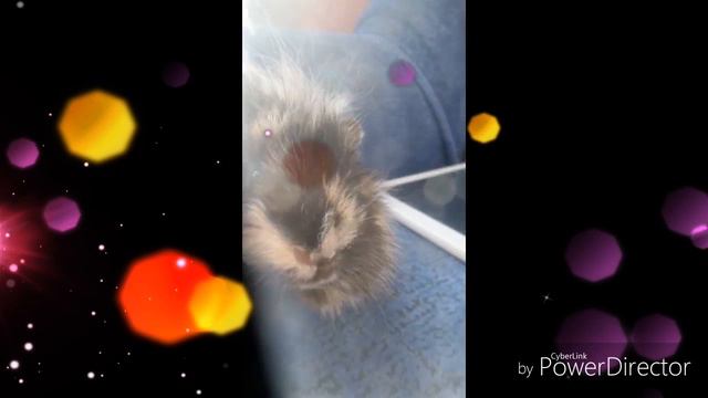 Песенка морских свинок