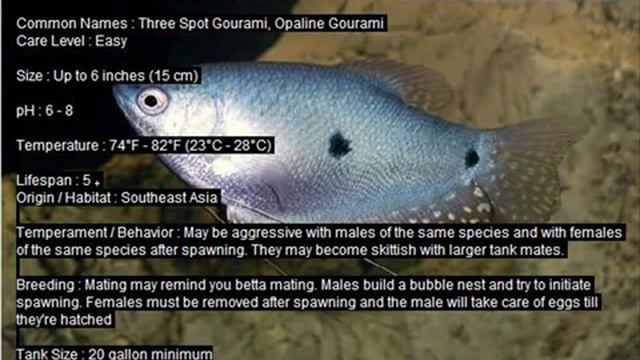 Blue Gourami Profile смотреть онлайн