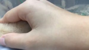 Как приручить сирийского хомяка?| 29.09.2020.|